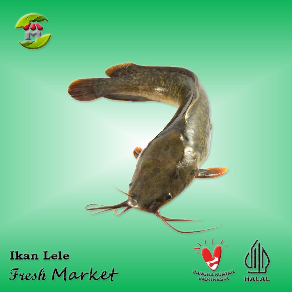 

Ikan Lele Frozen 950gr - 1.000gr
