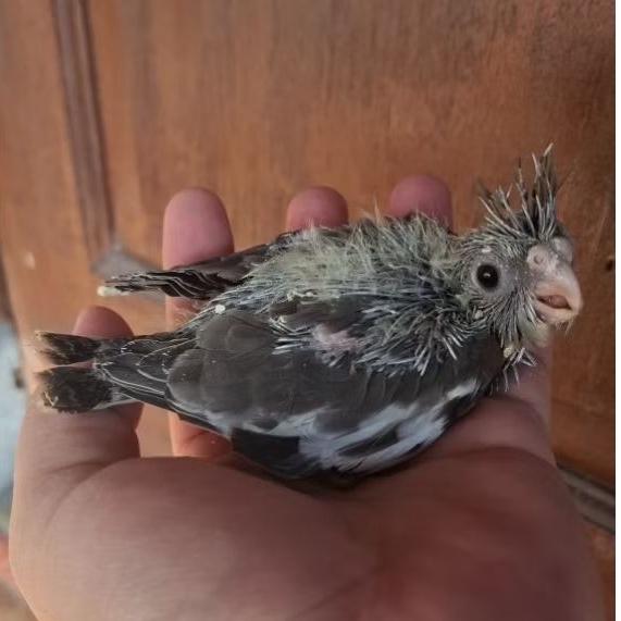 baby Falk grey anakan parkit austalia warna abu abu
