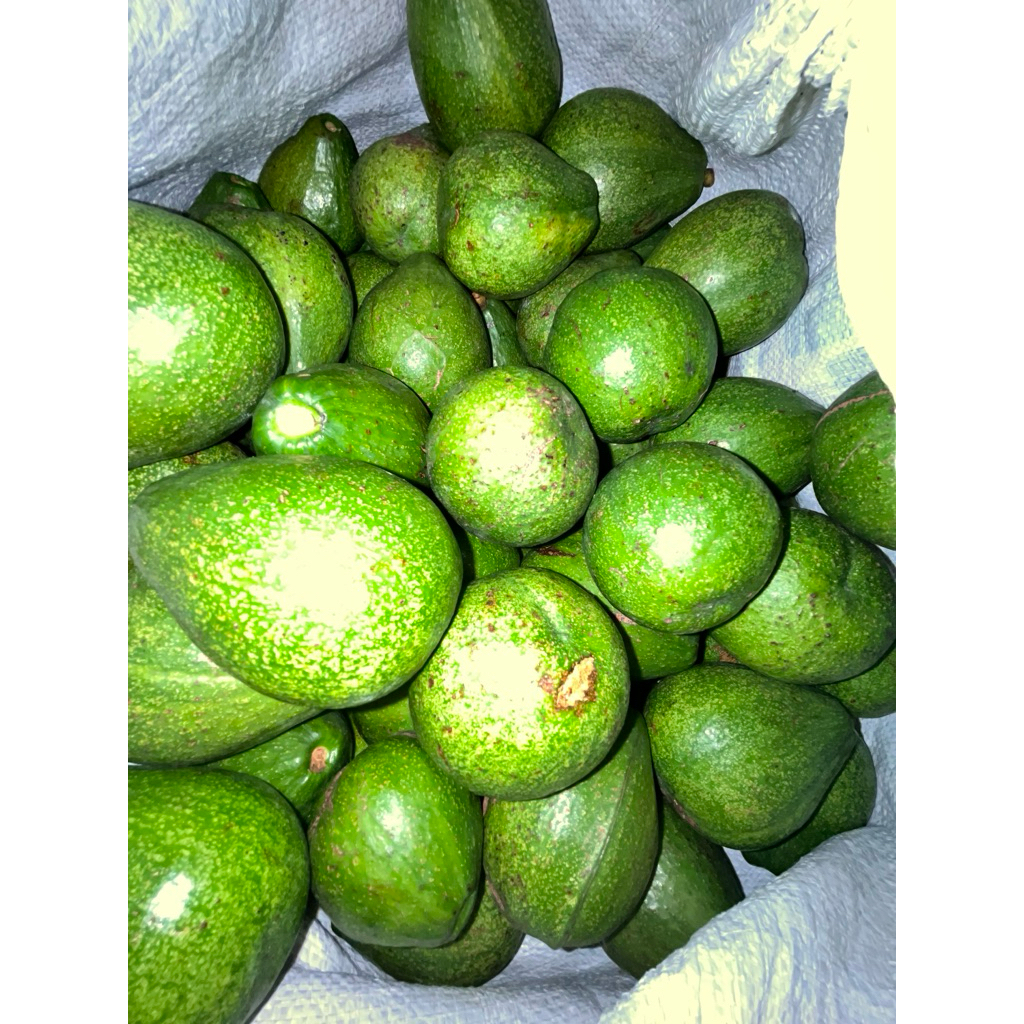 

ALPUKAT MENTEGA | isi 4-5