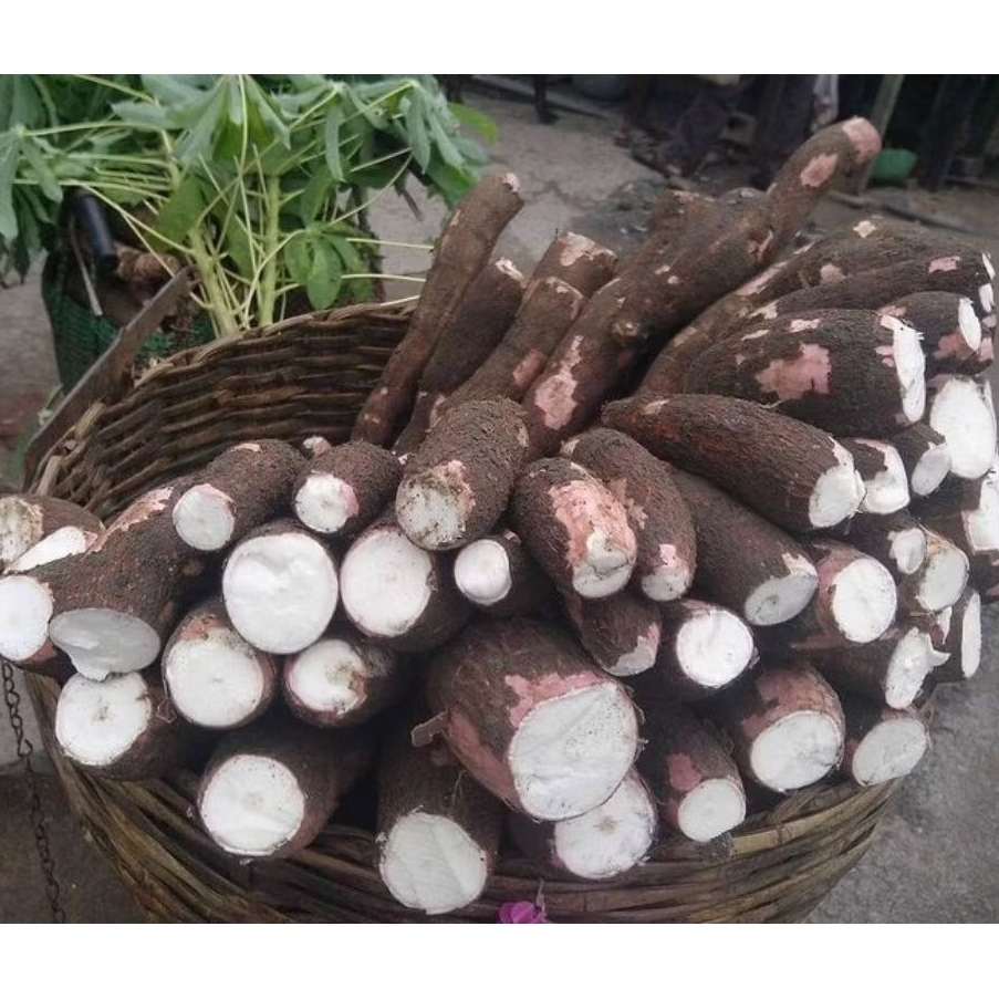 

Umbi Singkong Merah 500g Pulen Obat Maag Alami Rendah Gula