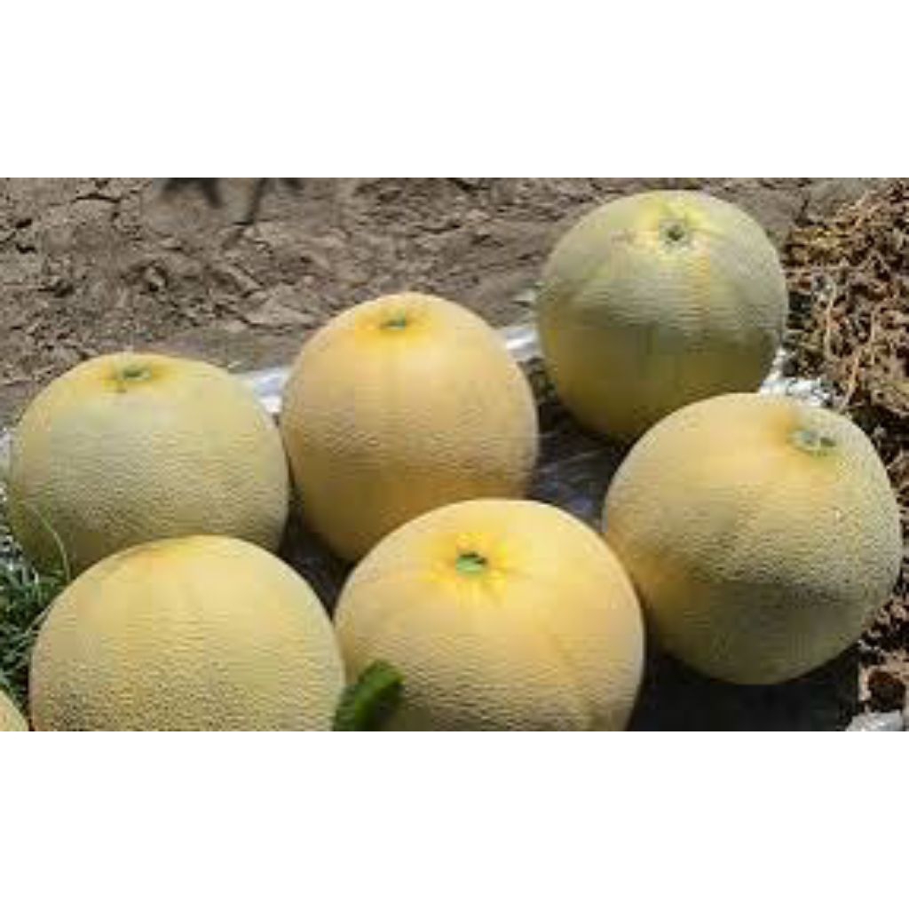 

melon madu segar berkualitas