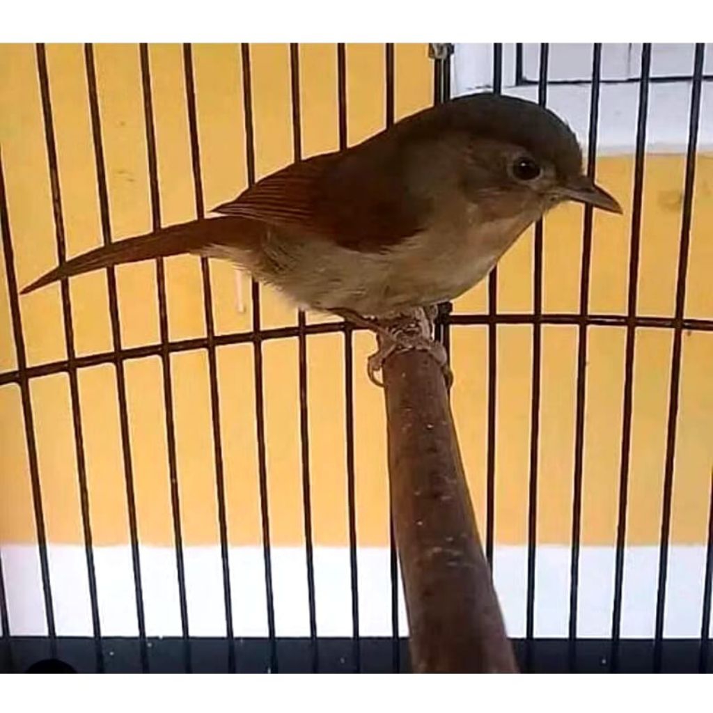 burung transen/ flamboyan Rawatan Terbaik