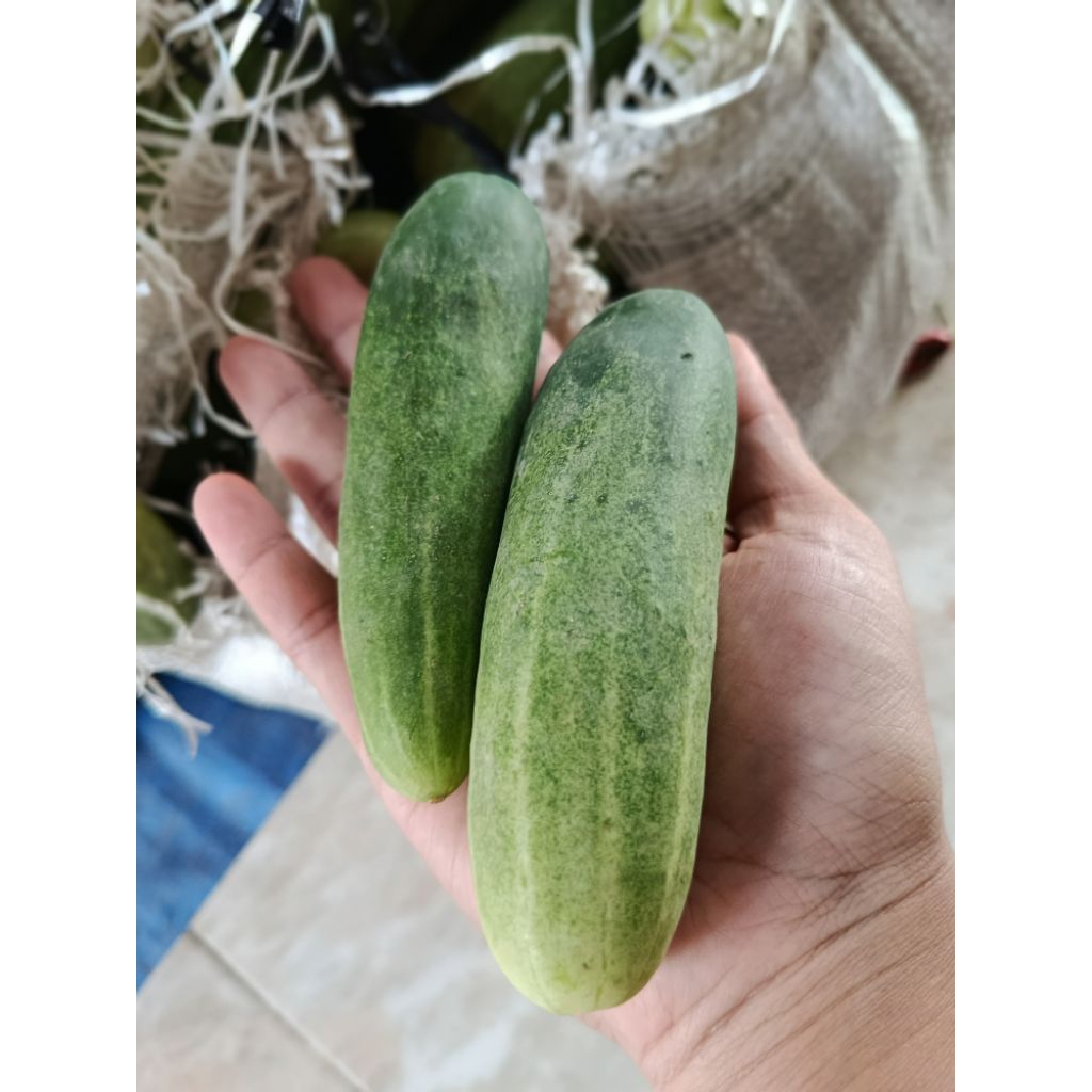 

sayuran fresh mentimun bonteng lalapan