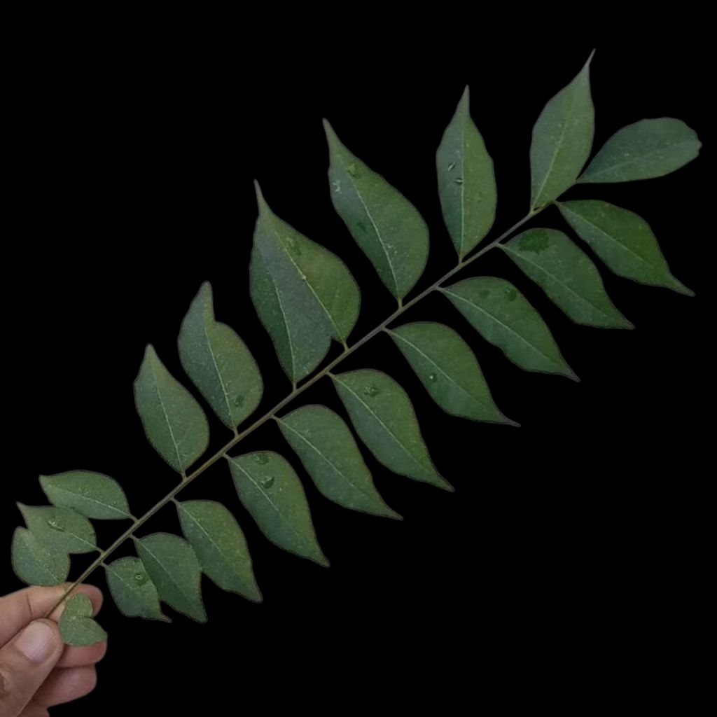 

daun kare /kare koja satu tangkai