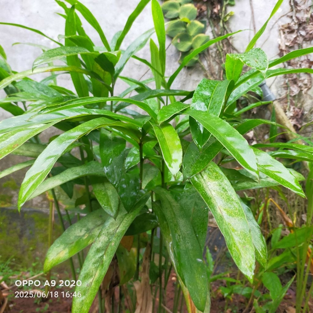 

Pohon banggle