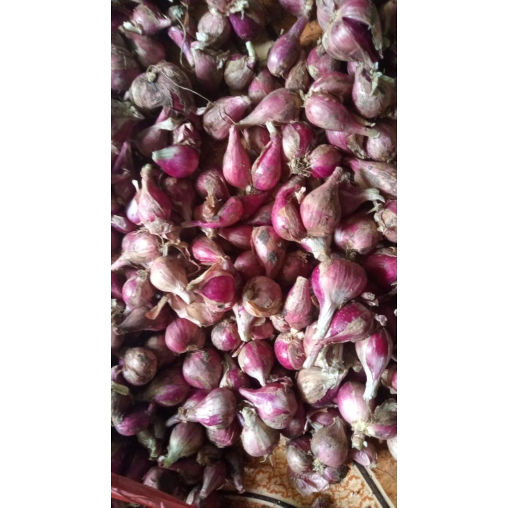 

BAWANG BREBES ASLII READY200gr/500gr/1kg