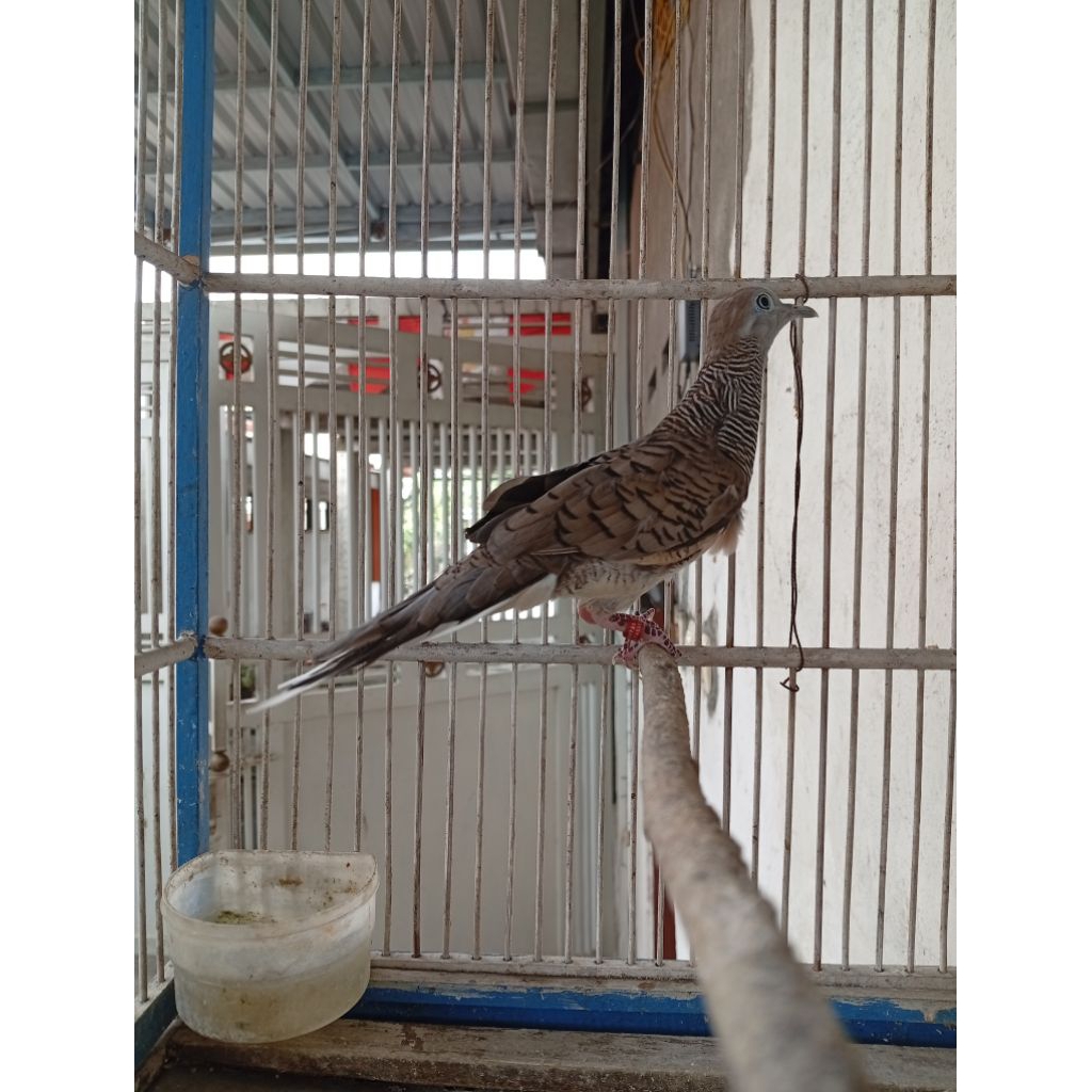 perkutut BANGKOK betina gacor dor