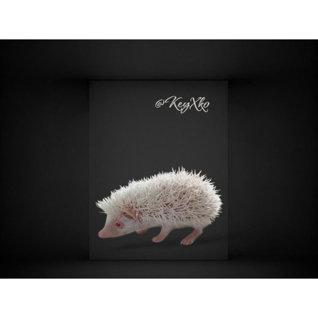 Anakan Hedgehog A.K.A Landak Mini Jinak