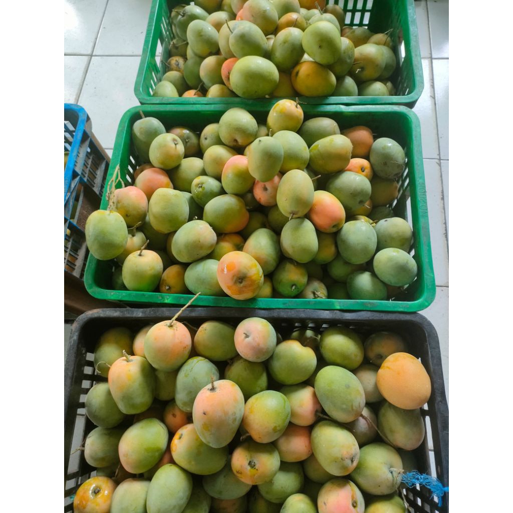

Mangga Gedong Gincu Majalengka 1KG