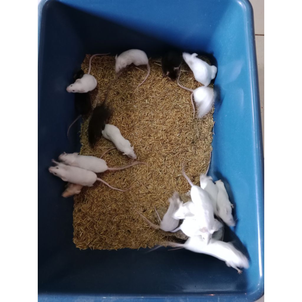 Mencit Afkir Tikus Putih (Bukan Rat) Pakan Reptile