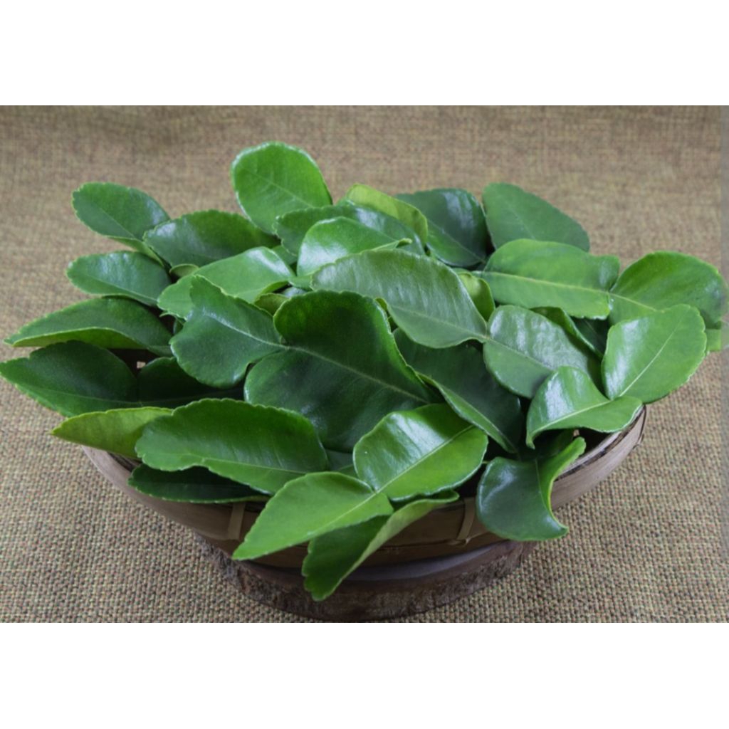 

kebutuhan Semua jenis daun jeruk