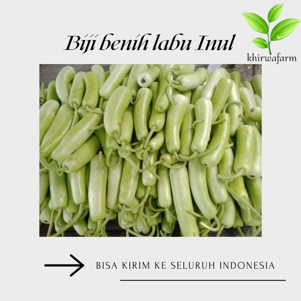 

BIJI BENIH LABU INUL/LABU AIR INUL ISI (100 BIJI)
