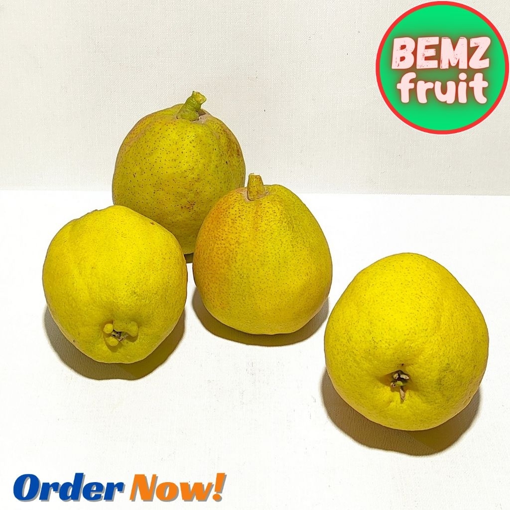 

Buah Pear Xianglie Fresh Pear Xianglie Premium Quality
