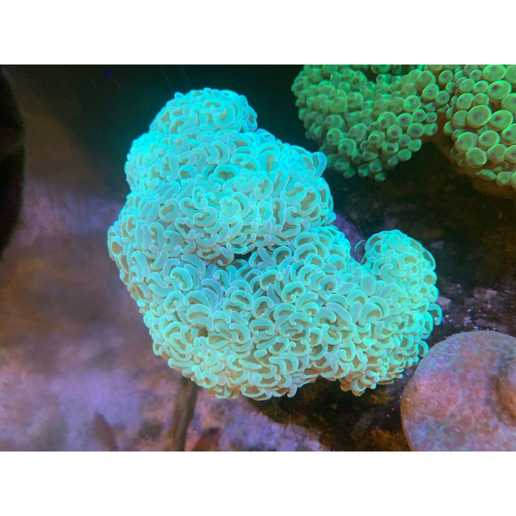 Koral / Coral Siwalan / Hammer Coral