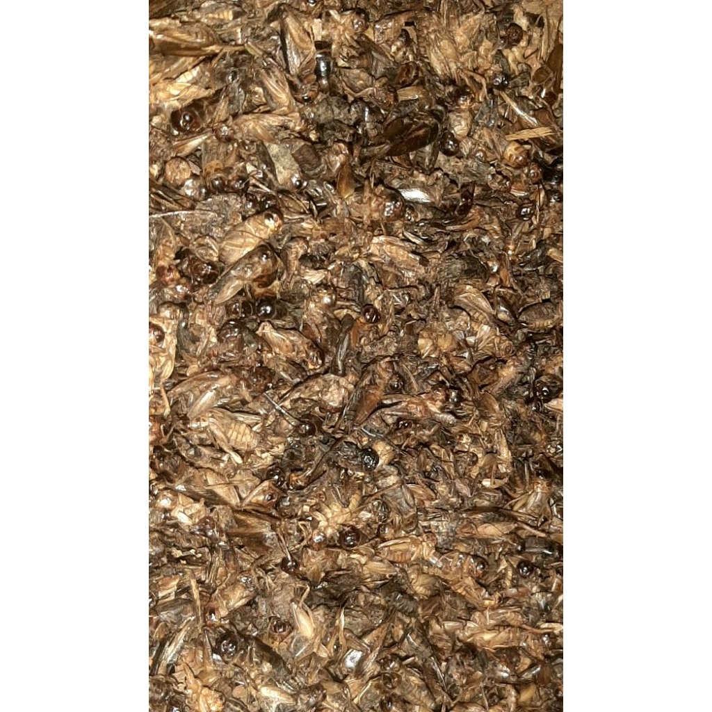 jangkrik kering 1 kg bonus 50 gram