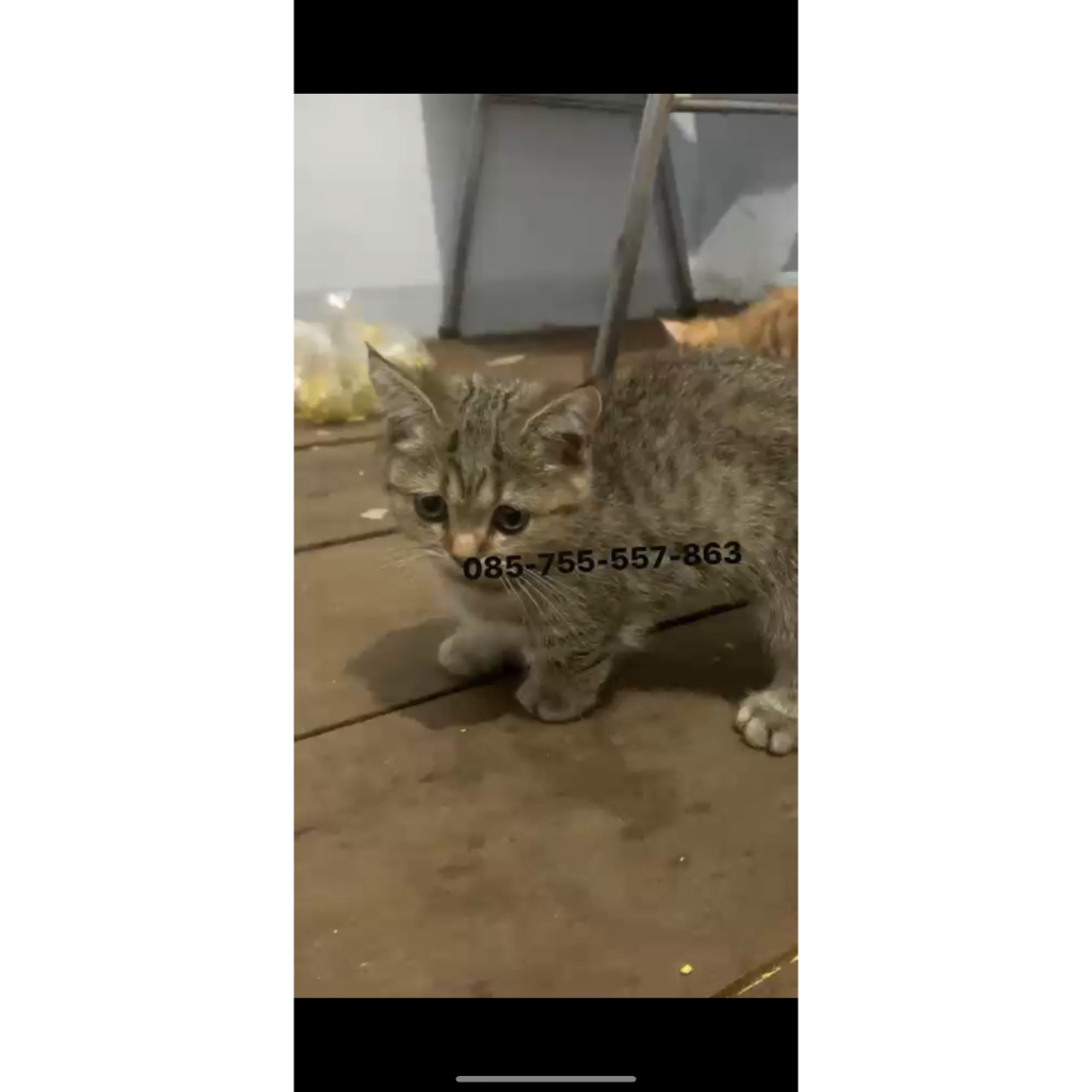 Kitten British Shorthair Munchkin - Tabby