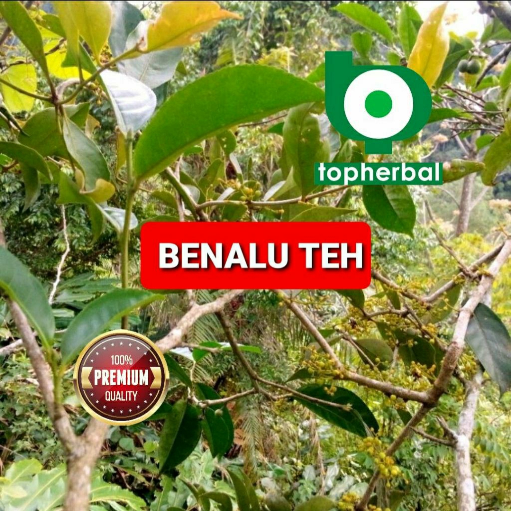 

Daun benalu Teh hutan kering hijau grade A+ 1/2kg/500gram