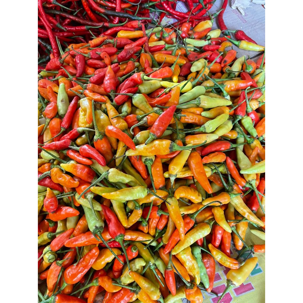 

cabai rawit fresh murah