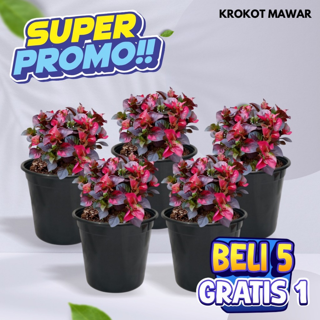 Paket Hemat Krokot Mawar: Beli 5 Dapat 6| Krokot Mawar| Krokot Merah Tumpuk