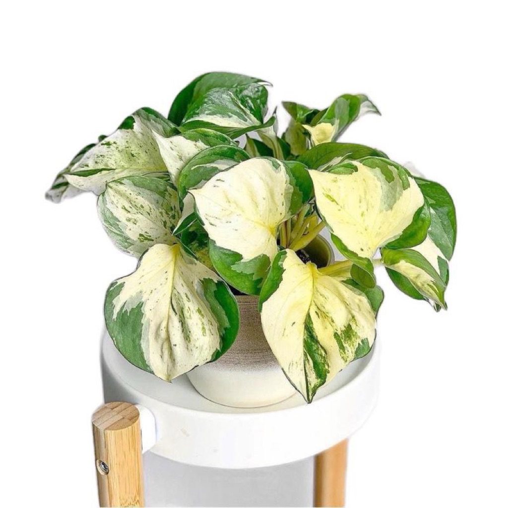 sirigading manjula - tanaman rambat sirigading manjula - tanamanhias manjula