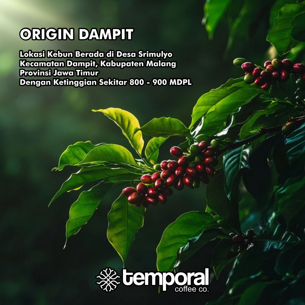 Forcysn Green Bean Robusta Dampit Grade Asalan 1Kg Temporal Coffee Company