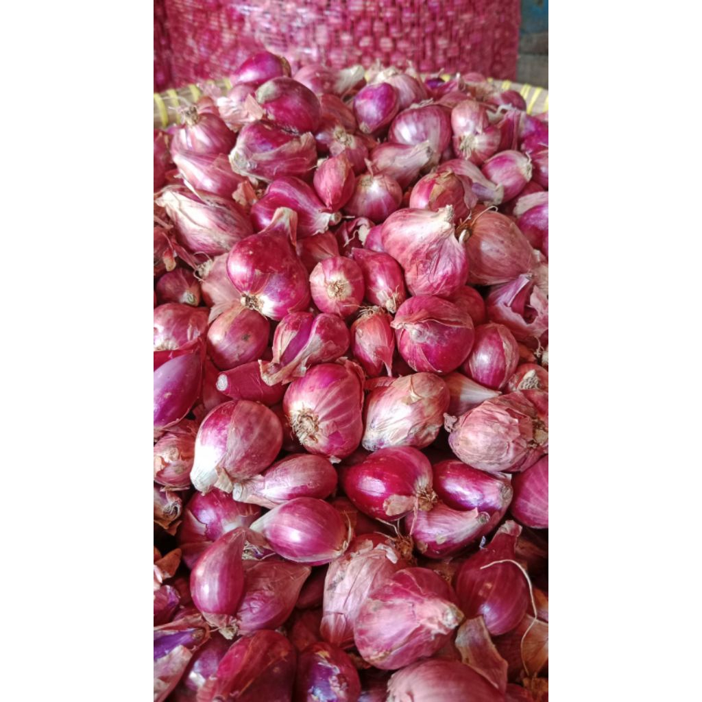 

bawang merah jawa super