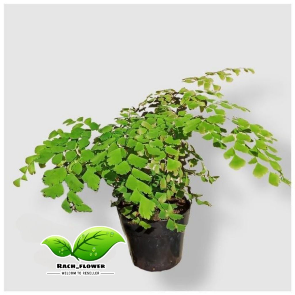 Tanaman hias suplir - tanaman pakis suplir - tanaman hias paludarium - tanaman pakis paludarium