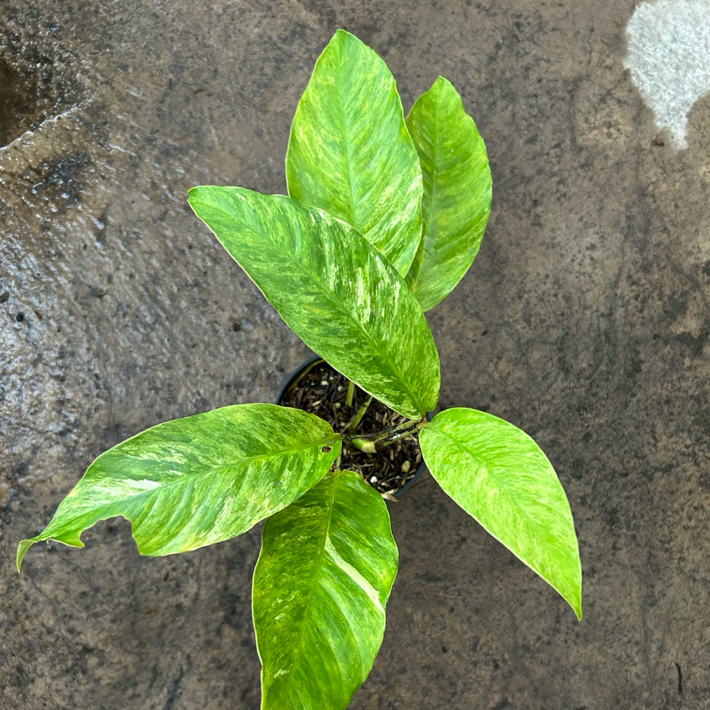 Rhaphidophora Foraminifera Mint Varigata Real Pict