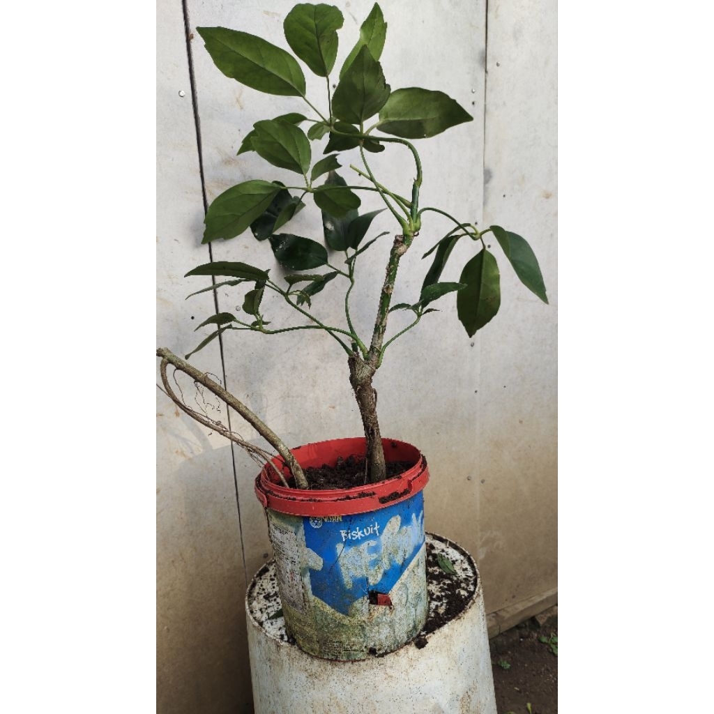 bibit tanaman Tlogosari realpic sesuai gambar