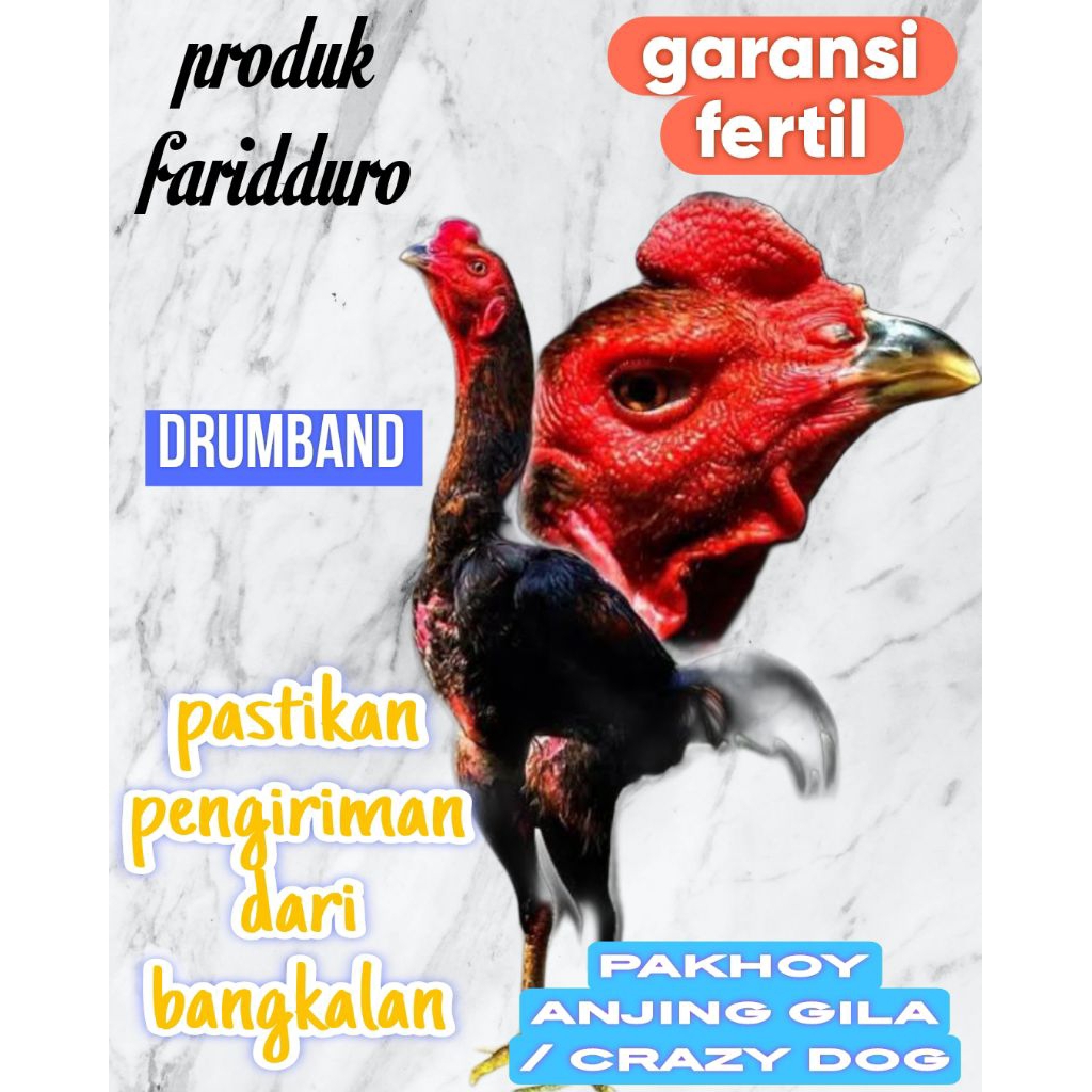 

Telur fertil ayam pakhoy anjing gila / pakhoy crazy dog payahongsa