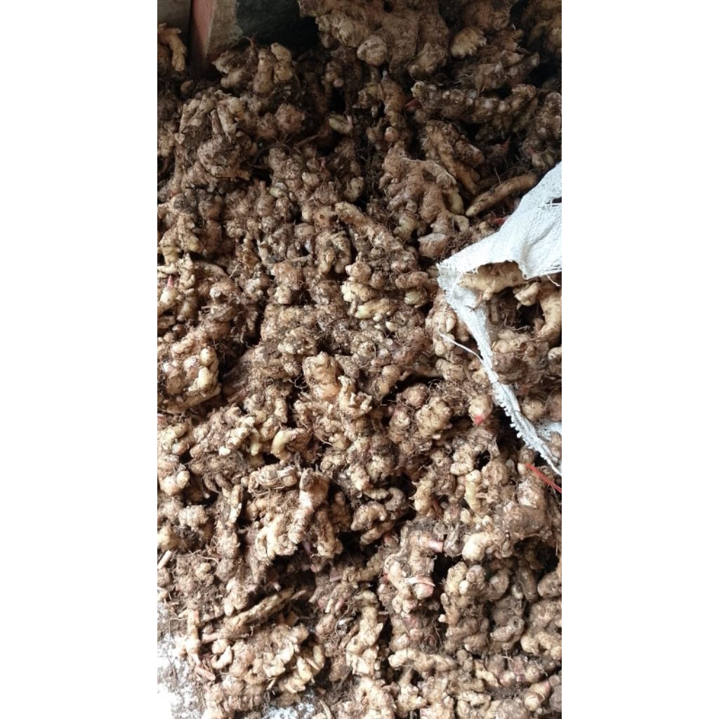 

Kencur segar 1Kg, rempah² alamibahan seblak dll.