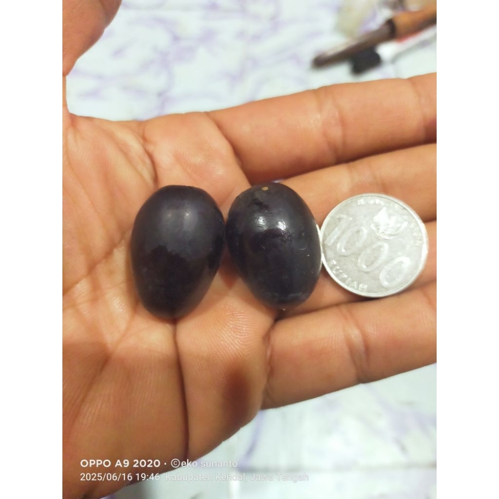 

bibit anggur import cherny kristal