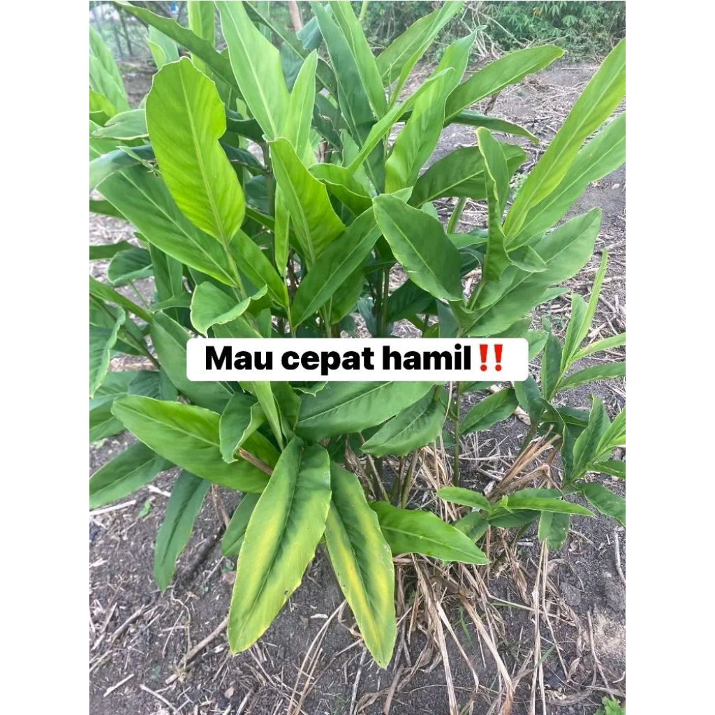 

daun lang koas laja lang kuas koas hijao per 10 lembar terlaris