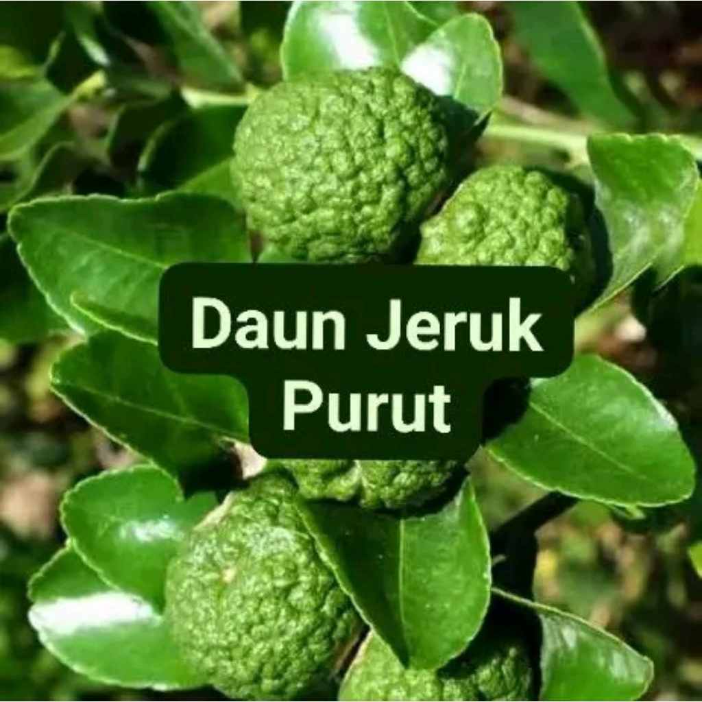 

daun jeruk purut pengharum masakan atau obat herbal dll 100 lembar
