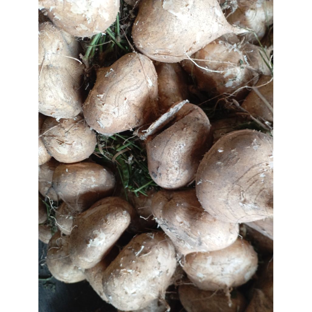 

Buah BENGKOANG segar