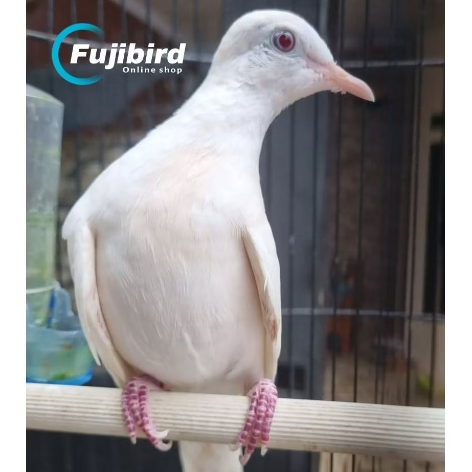 BURUNG PERKUTUT PUTIH KAPAS MATA MERAH (Grad A)