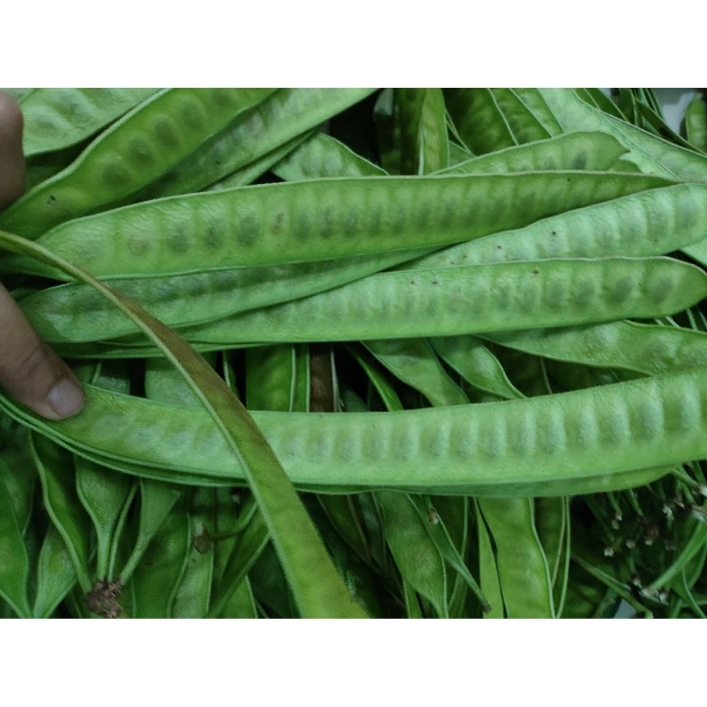 

pete cina belum di kupas