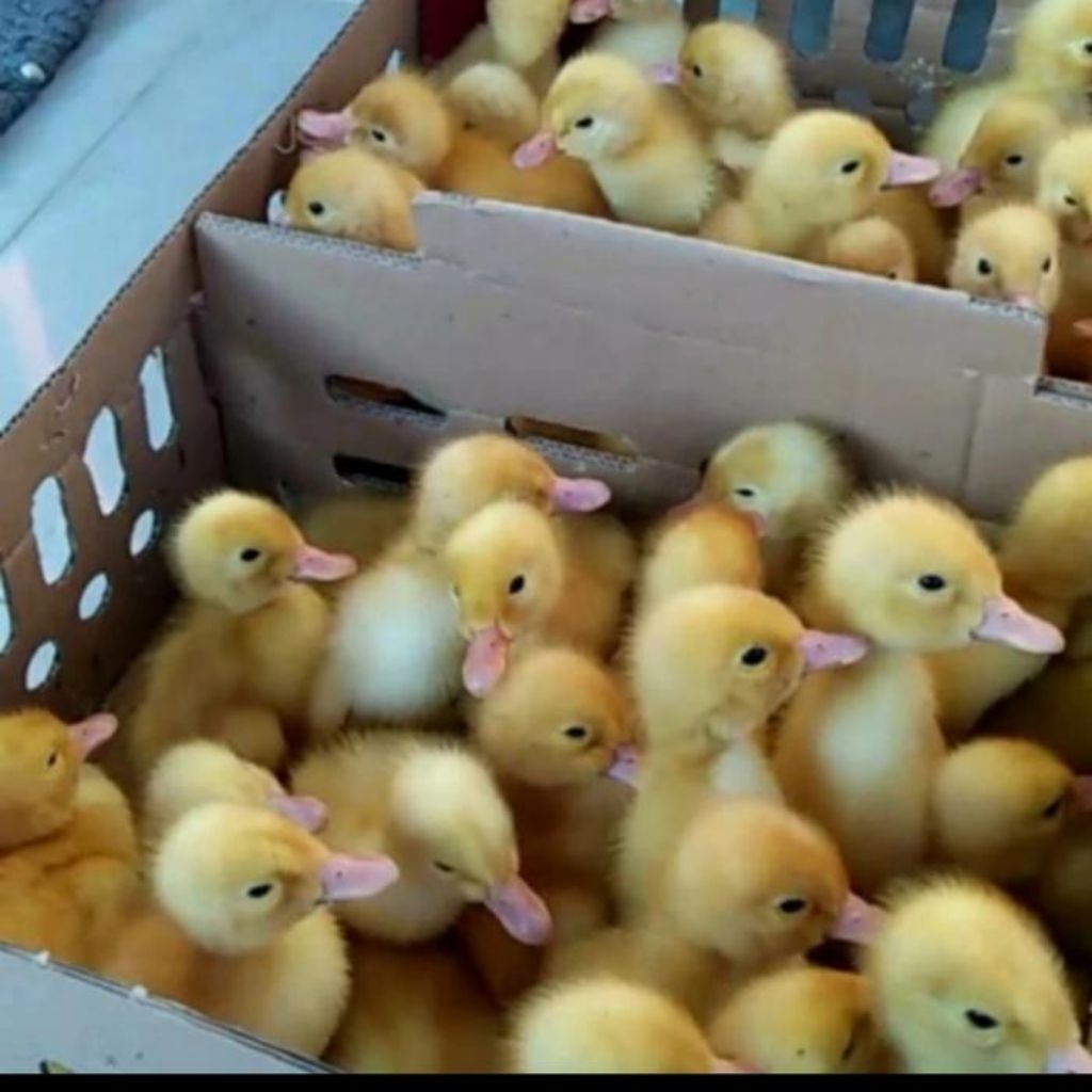 DOD BEBEK HYBRIDA BEBEK PEDAGING 1 BOX ISI 102 EKOR