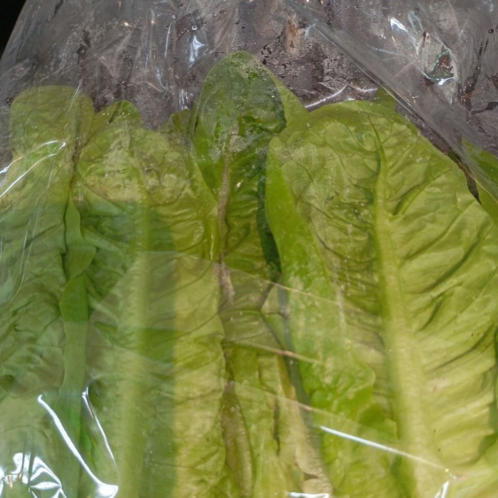

BABY RUMANA ROMAINE SEGAR 250 GRAM