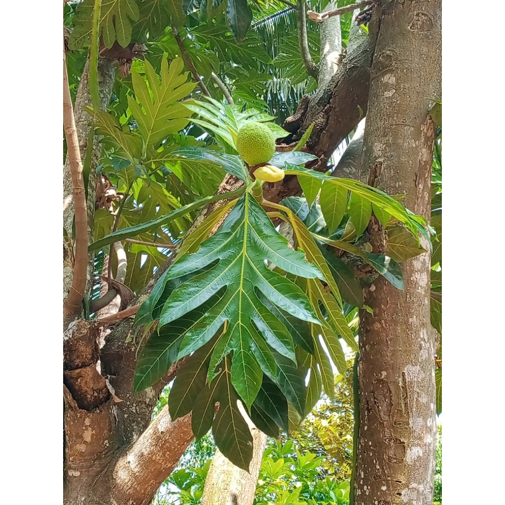 

daun sukun 25 lembar fres penganmbilan