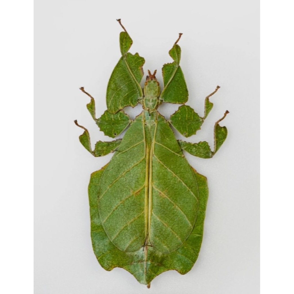 awetan belalang daun phyllium/phasmatodea