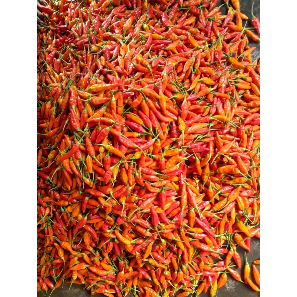 

Cabai Rawit Ori | Cabai rawit merah