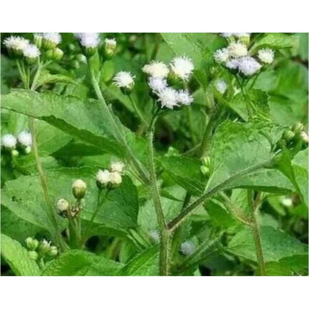 

daun herbal babadotan obat alami per 1kg