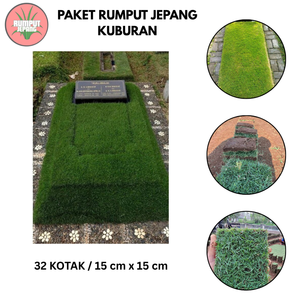 Rumput Jepang Paket Kuburan  32 kotak / makam / Rumput jepang hidup | Tanaman Hias