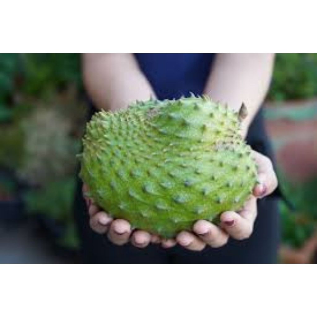 

sirsak lokal buah segar berkualitas