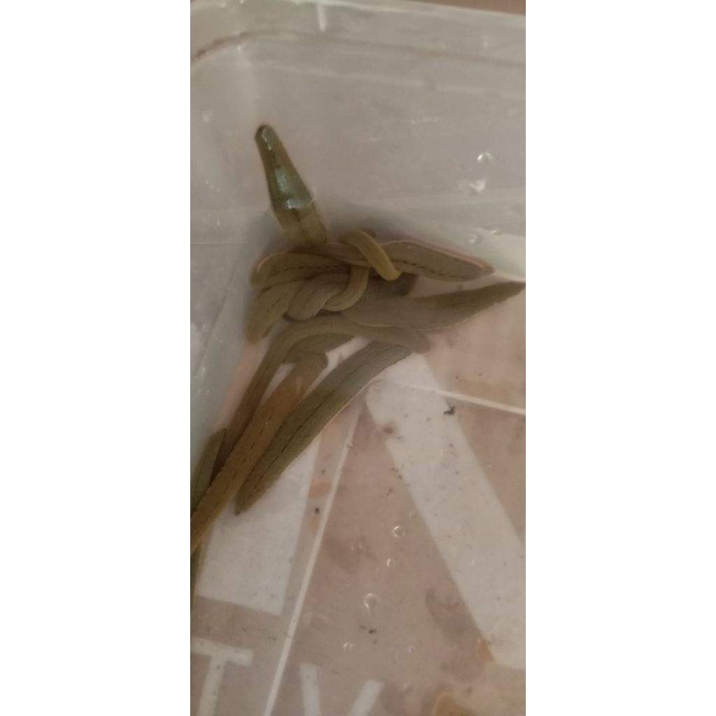 Lintah Hidup sterilisasi Size BESAR