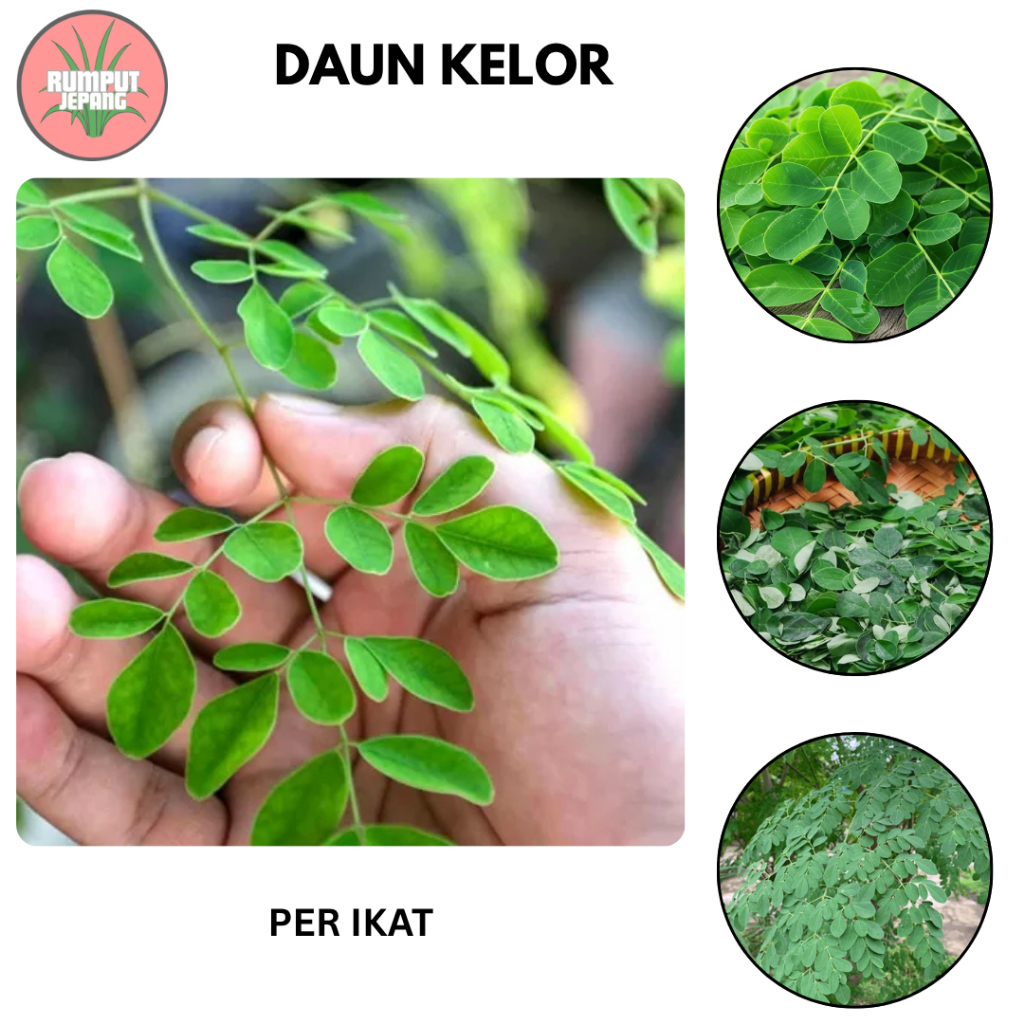 

Daun Kelor segar dan hijau / per ikat