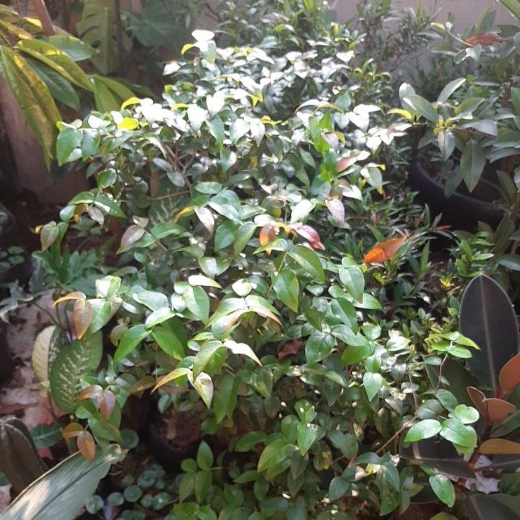 Tanaman dewandaru pohon dewandaru