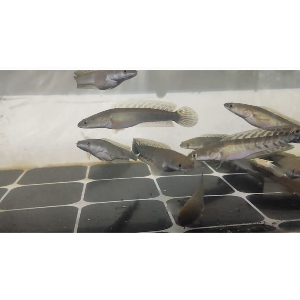 Chana YS/ chana yellow Sentarum