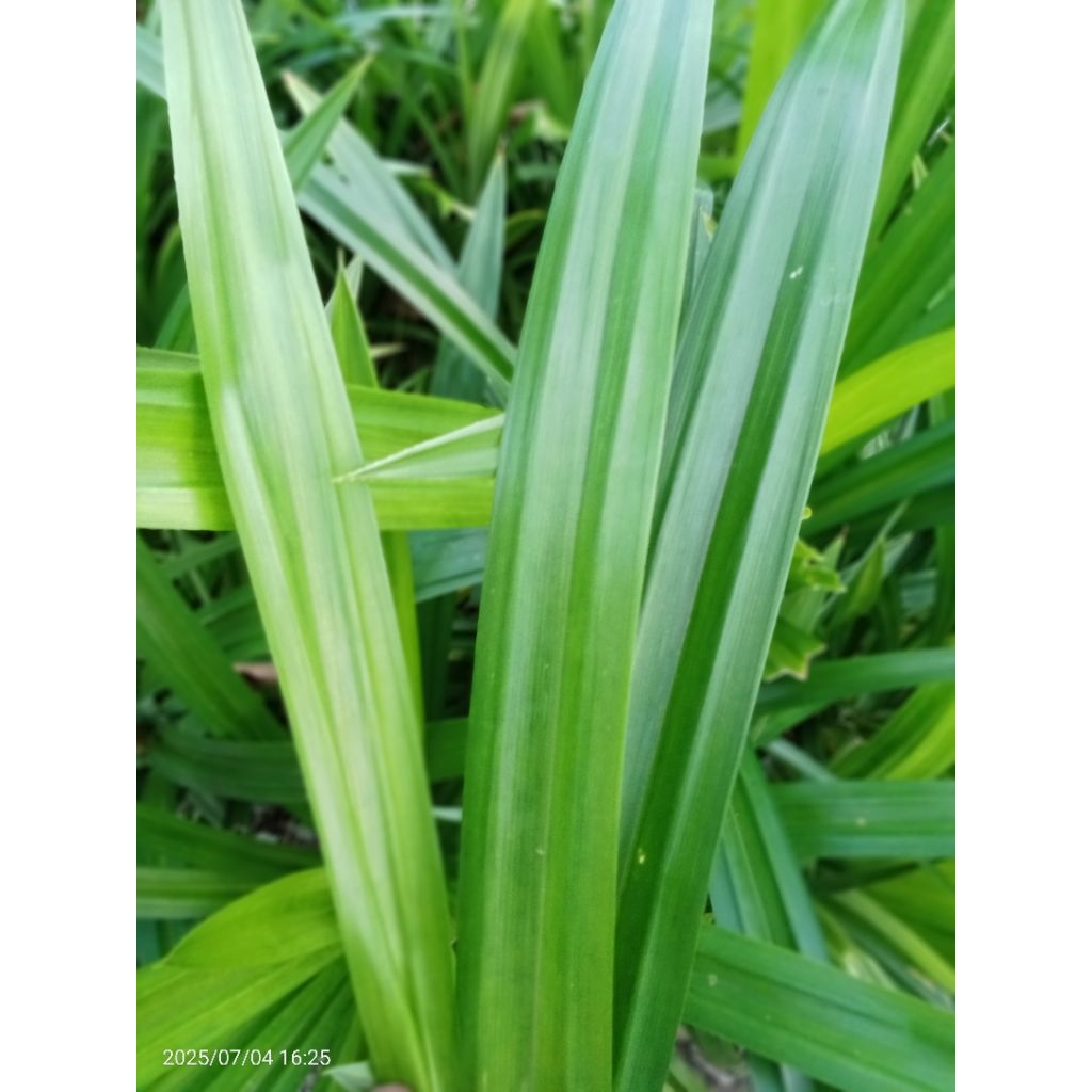 

Daun Pandan Wangi (Langsung dipetik sebelum pengiriman)